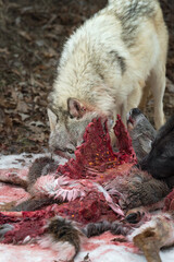 Grey Wolf (Canis lupus) Eye Over Ribs of White-Tail Deer Winter