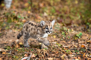Naklejka na ściany i meble Cougar Kitten (Puma concolor) Trots Paw Up Autumn