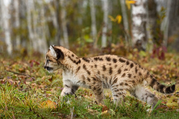 Naklejka na ściany i meble Cougar Kitten (Puma concolor) Walks Left on Birch Forest Edge Autumn