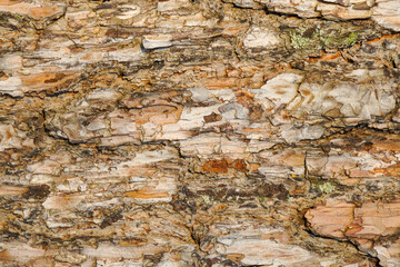 Pine bark close-up in horizontal orientation, background, texture.
