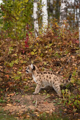 Cougar Kitten (Puma concolor) Looks Up at Bottom of Forest Embankment Autumn