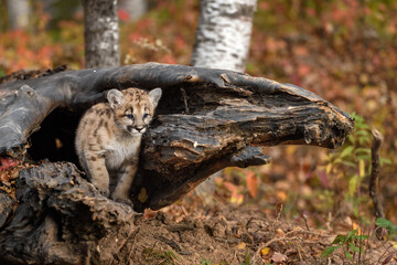 Naklejka na ściany i meble Cougar Kitten (Puma concolor) Stands Inside Log Autumn