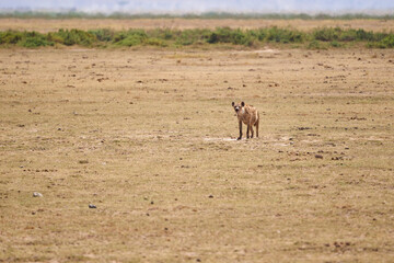 Naklejka premium Beautiful hyena specimen walking through the savannah while drooling in search of prey, in Amboseli national park, Kenya, Africa