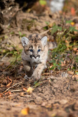 Cougar Kitten (Puma concolor) Steps Forward Autumn
