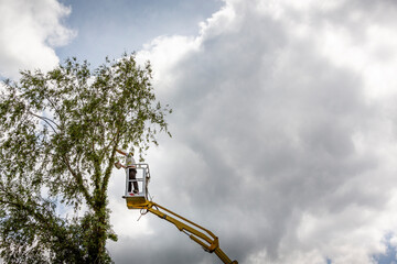 Unidentified arborist man in the air on yellow elevator, basket with controls, cutting off dead...