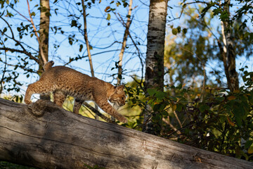 Bobcat (Lynx rufus) Steps Down Log Autumn