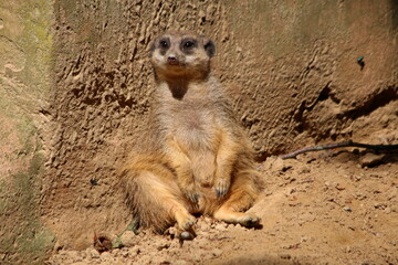Erdm&auml;nnchen / Mangusten im sitzen / an Wand angelehnt Tierfotografie Raubtier