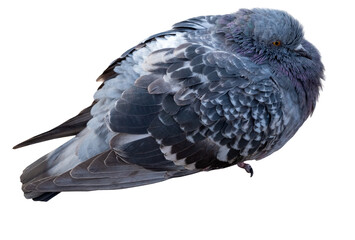 big sad beautiful pigeon
