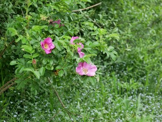 Wild rose bush, in a green bushy environment, roses, plant genus Rosaceae, flowers are simple, five petals and numerous stamens. Addition to basic characteristics of species, appearance is variable.
