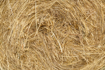 Straw, dry straw, hay straw yellow background, hay straw texture