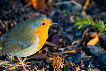 Robin in Brush