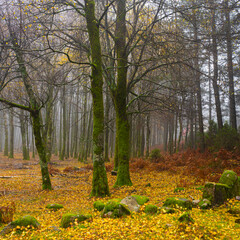 Obraz premium autumn in the park