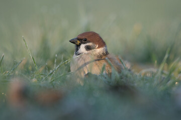 Ptak mazurek siedzi w oszronionej trawie o poranku