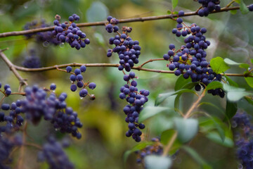 Chinese Privet Purple berries green leaves and bokeh