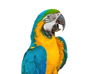 The blue-and-yellow macaw (Ara ararauna), also known as the blue-and-gold macaw, is a large South American parrot - obrazy, fototapety, plakaty