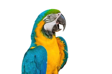 Raamstickers The blue-and-yellow macaw (Ara ararauna), also known as the blue-and-gold macaw, is a large South American parrot © Walter_D