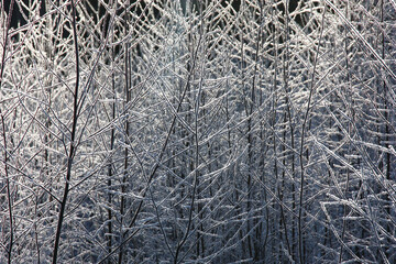 Sunny frosty winter day. Scintillating hoarfrost decorates branches and trunks of young birches. Black trees and white hoarfrost.