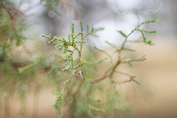 Cedar branches with bokeh blurred background
