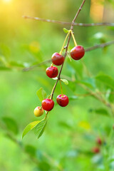 Ripe red cherry berry on a tree. High vitamin C and antioxidant fruits. Selective focus. Vertical photo