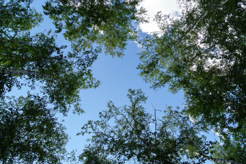 Trees with green leaves in the forest, looking up. Nature, background, copy space