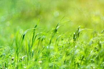 Fresh green grass, bright dawn on a sunny day. Soft focus, bokeh and blur. Natural summer background