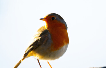 Robin in Winter Sun