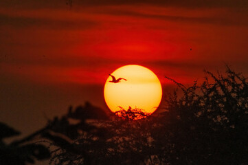 Bird Of Prey