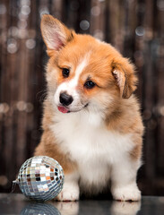 welsh corgi puppy on a shimmering background