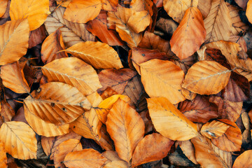 Un tapis de feuille de hêtre en automne dans une forêt - obrazy, fototapety, plakaty