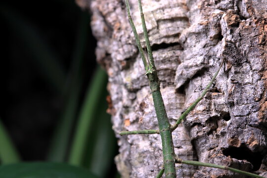horned stick insect climbing a branch in a terrarium
rogaty patyczak wspinający się po gałęzi w terrarium