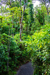 Fototapeta premium A dense rainforest with lush vegetation in volcano tenorio national park in Costa Rica; a path through the jungle near the famous rio celeste river
