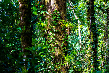 A dense rainforest with lush vegetation in volcano tenorio national park in Costa Rica; a path through the jungle near the famous rio celeste river