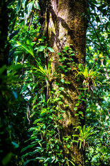 A dense rainforest with lush vegetation in volcano tenorio national park in Costa Rica; a path through the jungle near the famous rio celeste river