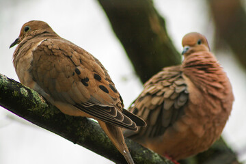 two mourning doves