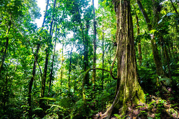 A dense rainforest with lush vegetation in volcano tenorio national park in Costa Rica  a path through the jungle near the famous rio celeste river © Lens Down Under