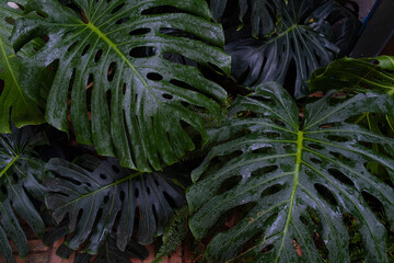 Rainy garden background: close-up of wet monstera leafs © Olena