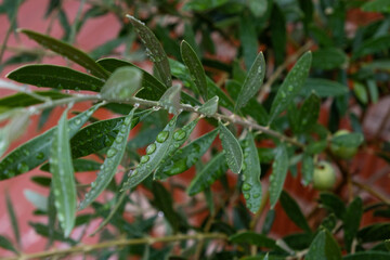 Rainy garden background: close-up of olive branch with water drops