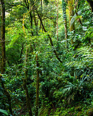 Naklejka na ściany i meble A dense rainforest with lush vegetation in volcano tenorio national park in Costa Rica; a path through the jungle near the famous rio celeste river