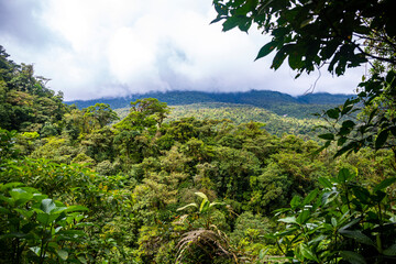 A dense rainforest with lush vegetation in volcano tenorio national park in Costa Rica; a path...