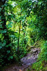 A dense rainforest with lush vegetation in volcano tenorio national park in Costa Rica; a path through the jungle near the famous rio celeste river