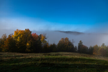 autumn forest in the fog