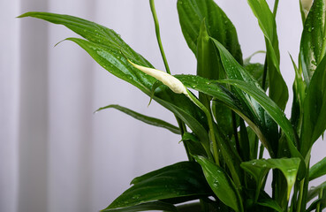 selective focus on green leaves of Spathiphyllum wallisii with water drops and closed bud in full frame