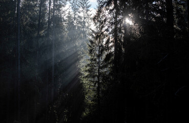 Naklejka premium sun rays through the forest
