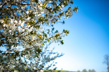 tree in spring