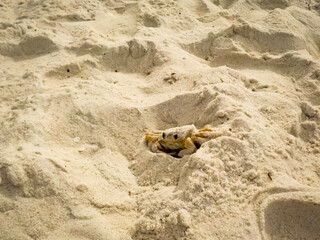 Sand crab