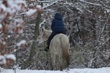 zimą na koniu w lesie
