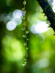 macro photo of water droplets trickling down from plants in a rainforest in Costa Rica; vegetation...