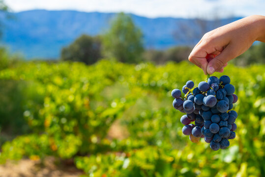 A bunch of garnacha red grapes to make spanish wine