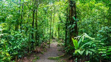 a magical, scenic path through Costa Rica's dense tropical rainforest; hiking through Costa Rica's...