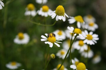 Bee & Chamomile